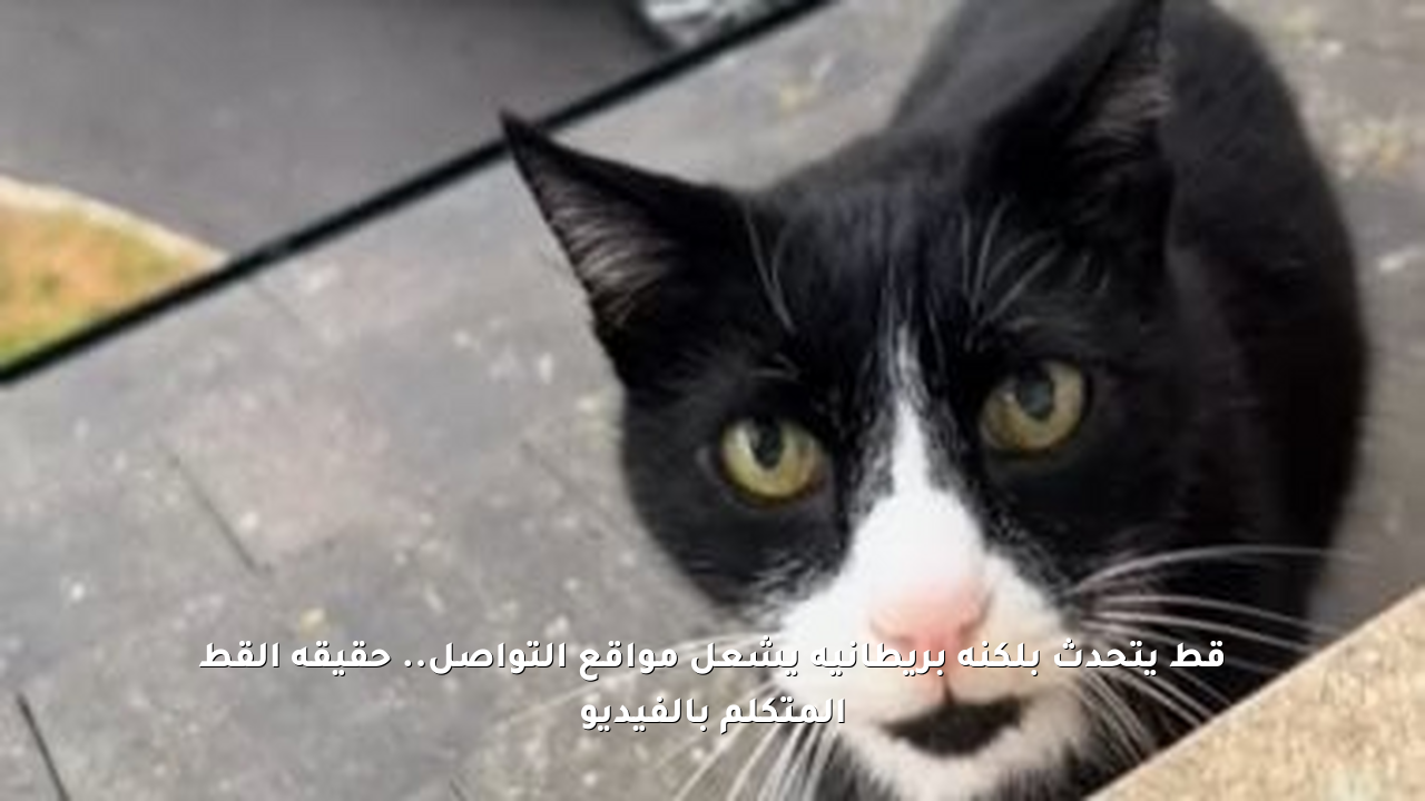 قط يتحدث بلكنة بريطانية يشعل مواقع التواصل.. حقيقة القط المتكلم بالفيديو